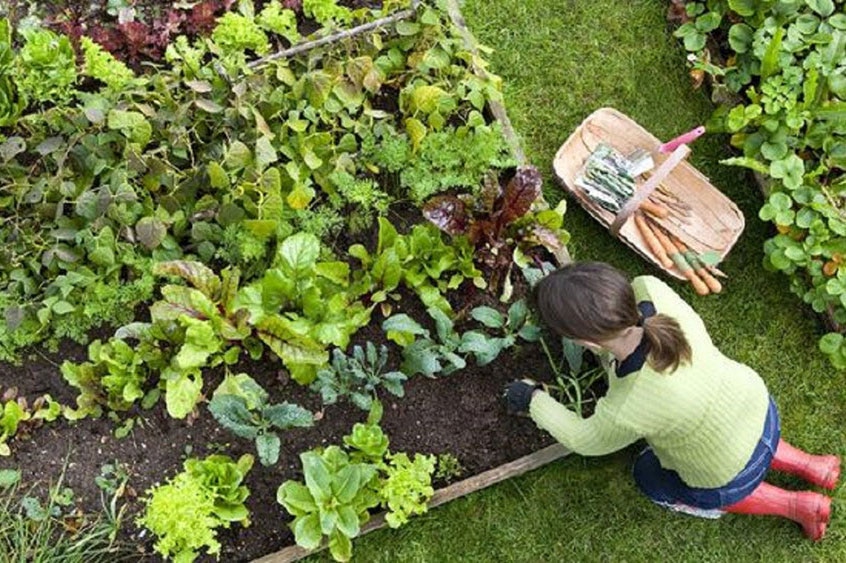 Starting Your Own Vegetable Garden Starting Your Own Vegetable Garden