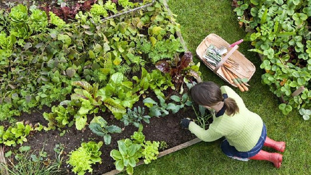 Memulai berkebun dengan sisa konsumsi sayur di dapur