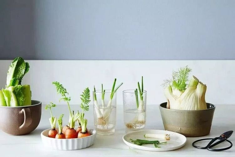 Menanam dari biji buah dan sisa potongan sayur